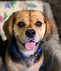 Shelter Dogs of Portland: " BARLEY " Beagle/Pug mix
