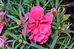 Imagen gratis: Clavel, rosa, flor, planta, flora, Jardín, organismo, hoja