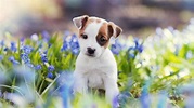 Muy tiernos: estas son las razas de perros más adorables - MDZ Online