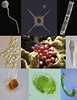 Marine Protists Are Not Just Big Bacteria: Current Biology