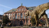 Contact · Senckenberg Naturmuseum Frankfurt