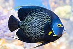 Which Marine Angelfish Are Best for Your Aquarium?
