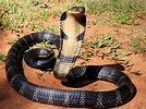La cobra real características hábitat alimentación anatomía - Docuciencia