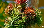 Top 128+ Plantas epifitas nombres e imagenes - Destinomexico.mx