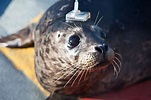 Into the Wild: Tracking Rescued Harbor Seal Pups’ Return to the Ocean ...