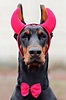 Cute and Slightly Evil Devil Costumes For Dogs