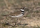 Killdeer - Wikipedia