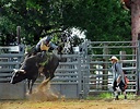 High Jumping Bull Photograph by Caren Keyser - Pixels