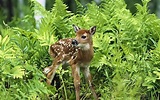 A sweet baby deer in the grass in forest Wallpaper Download 5120x3200