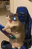 Cat gamer | Kedi, Komik hayvan fotoğrafları, Komik hayvan