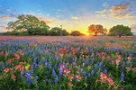 Morning Glory of Spring Texas Wildflowers 3192 Photograph by Rob ...