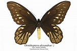 Lepidópteros Gigantes III: La mariposa de la Reina Alexandra | Museo ...