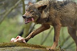 Iberian wolf (Canis lupus signatus) - ZooChat