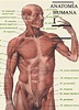 Anatomia Humana Para Desenho - SOLOLEARN