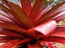 Red Broad Leaf Plant Free Stock Photo - Public Domain Pictures