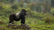 About Mountain Gorilla | Mountain Gorilla | Eden Channel