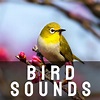 Bird Sounds - Bird Sounds | iHeart