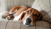 Lazy Dog Breeds That Are Expert Nappers | Reader's Digest