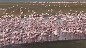 Lesser and greater flamingos at Walvis Bay, Namibia - YouTube