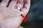 How to Treat Wasp Sting? - Wemogee.com