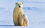polar Bears, Animals, Snow, Ice, Baby Animals Wallpapers HD / Desktop ...