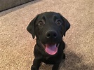 Available black lab puppies