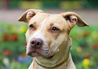 Everything about your American Pit Bull Terrier - LUV My dogs