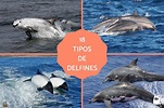 18 TIPOS de DELFINES - Nombres y FOTOS