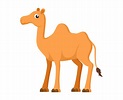 Vector illustration of cute camel cartoon on white background 531723 ...