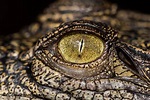 Free photo: Crocodile Eye - Animal, Close, Closeup - Free Download - Jooinn
