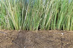 Pasto vetiver. Planta para control de la erosión y mucho más…