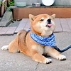 日本柴犬超可愛4款表情 網民以圖解釋受歡迎理由