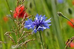 Kornblume im Mohnfeld Foto & Bild | pflanzen, pilze & flechten, blüten ...