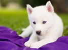 White Siberian Husky Puppies With Blue Eyes