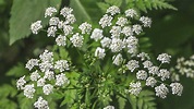 Hemlock Poisoning: Symptoms, Treatment, and Prevention