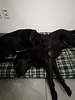 These two black labs are the friendliest two brothers to each other : r/aww