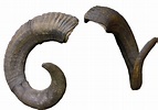 Realistic Horn - PNG All | PNG All