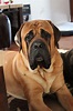 Mastiff | English mastiff, Mastiff dogs, Mastiffs