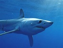 Tagged Mako Shark Takes Amazing 13,000 Mile Journey | NSU Newsroom