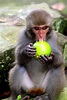 攝影精靈-Photographic Genie: 台灣獼猴