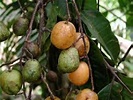 TAPERIBA CONOCIDO COMO MANGO CIRUELO | Naturaleza y Medio Ambiente