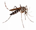 Mosquito PNG Transparent Mosquito.PNG Images. | PlusPNG