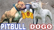 Así es un cachorro de CRUZA Pitbull y Dogo Argentino - YouTube