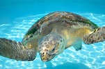 Meeresschildkröten in Neuseeland (Cheloniidae) - Kiwiland | Great ...