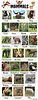 Animal Names | Types of Animals | List of Animals • 7ESL | English ...