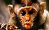 Funny Monkey Pictures Wallpapers - Wallpaper Cave