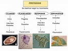 10+ Dibujos De Protozoos