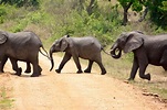 Why You Should Visit Queen Elizabeth National Park in Uganda