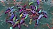 Morganella morganii bacteria, illustration - Stock Image - F037/3686 ...