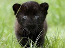 Black Panther Cub Wallpapers - Top Free Black Panther Cub Backgrounds ...